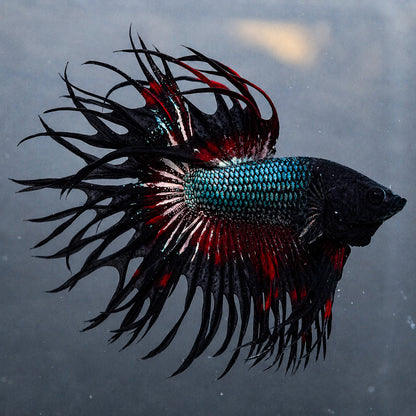 Copper Red Crowntail Betta Fish with shimmering copper scales and red spiked fins