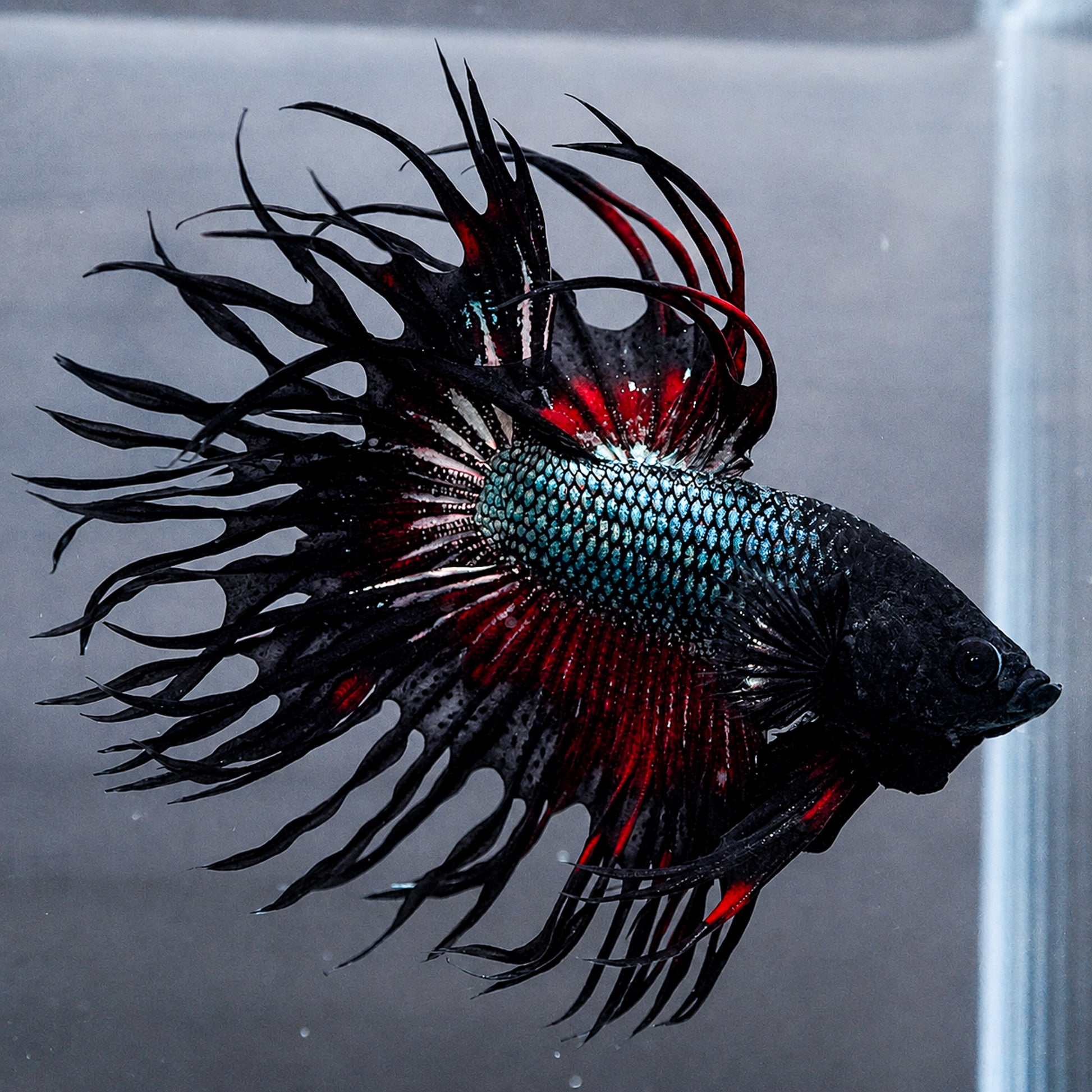 Copper Red Crowntail Betta Fish with shimmering copper scales and red spiked fins