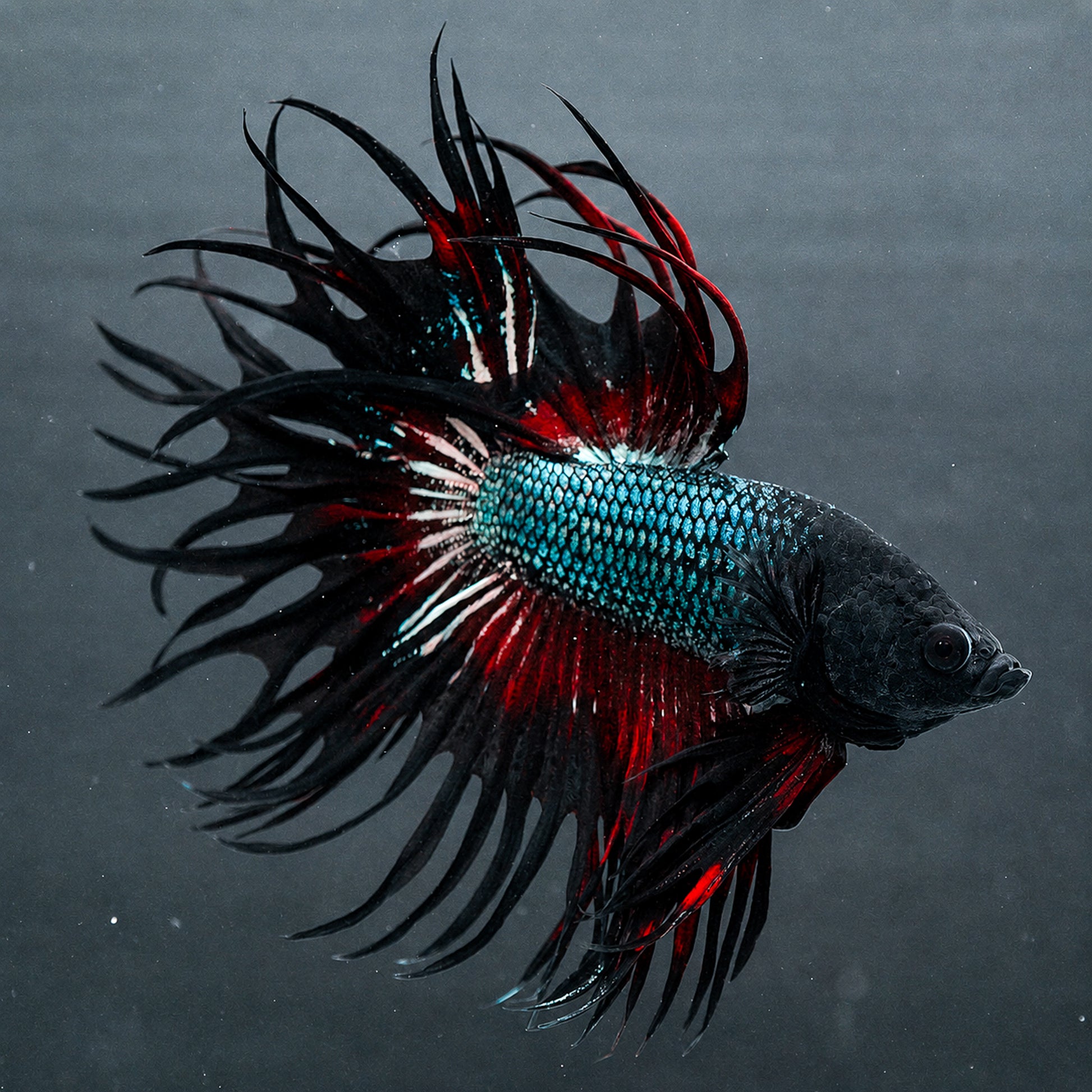 Copper Red Crowntail Betta Fish with shimmering copper scales and red spiked fins