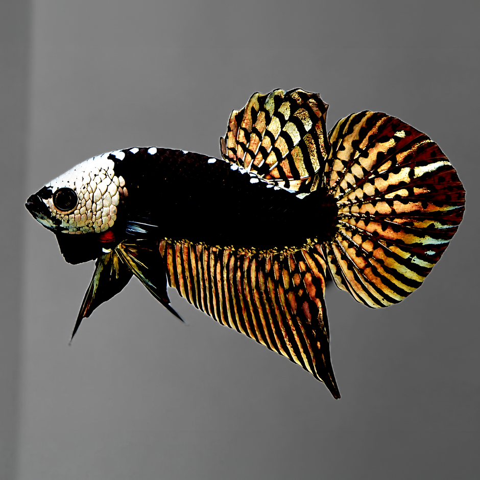 Copper Samurai Alien Wild Male Betta Fish | Grower Pick