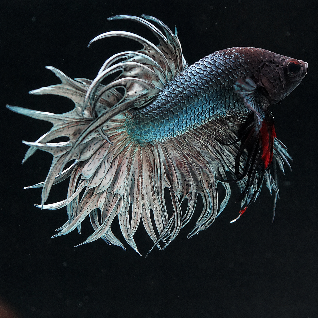 Copper Steel Crowntail Male Betta Fish with full metallic steel body and crown fins