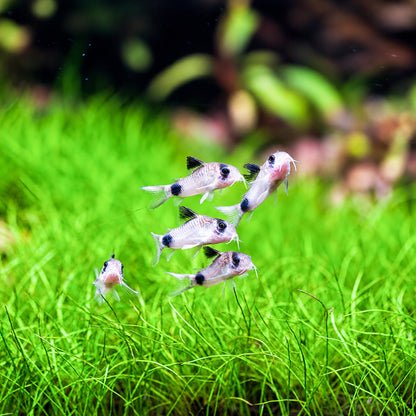 Panda Cory Catfish – Corydoras Panda