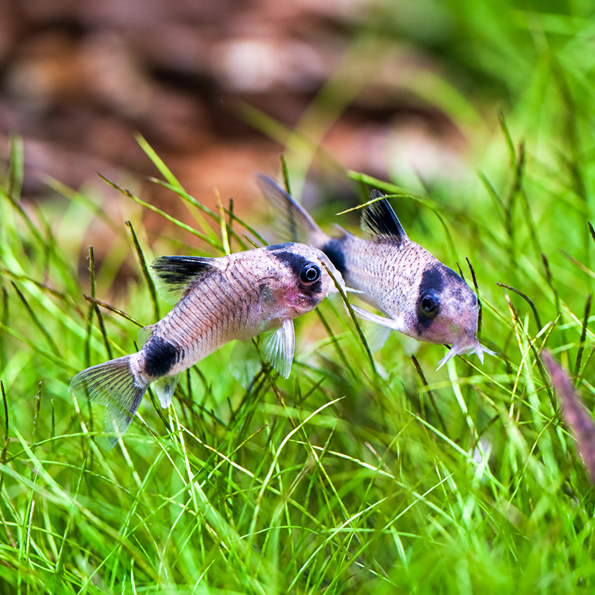 Panda Cory Catfish – Corydoras Panda