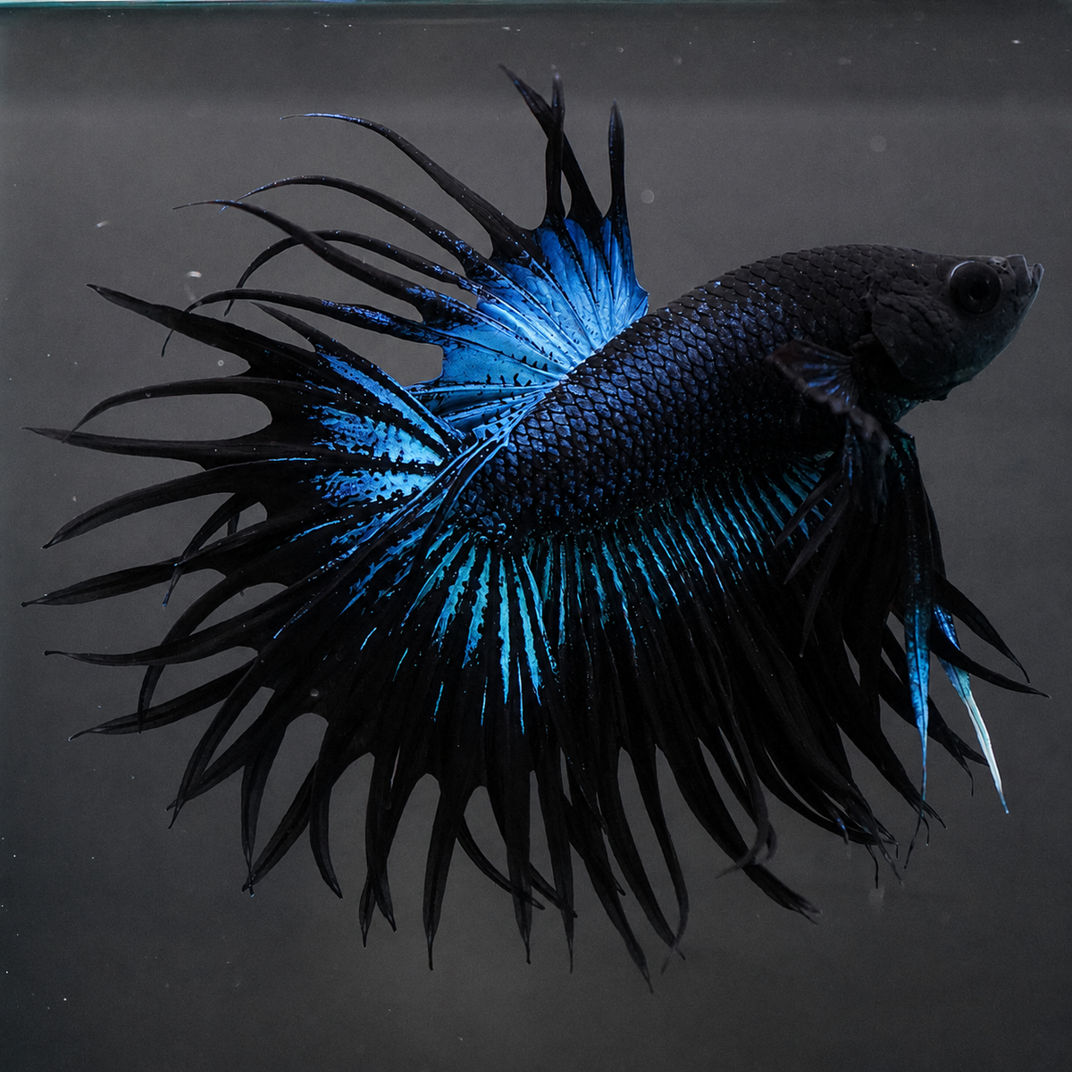 Crowntail Black Copper Male Betta Fish with dark body and metallic copper crown fins