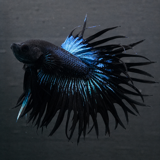 Crowntail Black Copper Male Betta Fish with dark body and metallic copper crown fins