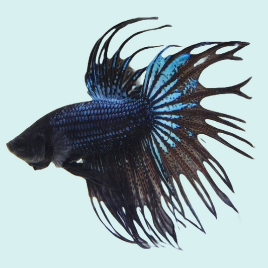 Crowntail Black Copper Male Betta Fish