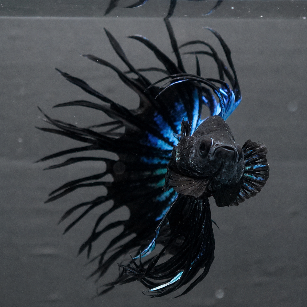 Crowntail Black Copper Male Betta Fish with dark body and metallic copper crown fins