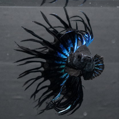 Crowntail Black Copper Male Betta Fish with dark body and metallic copper crown fins