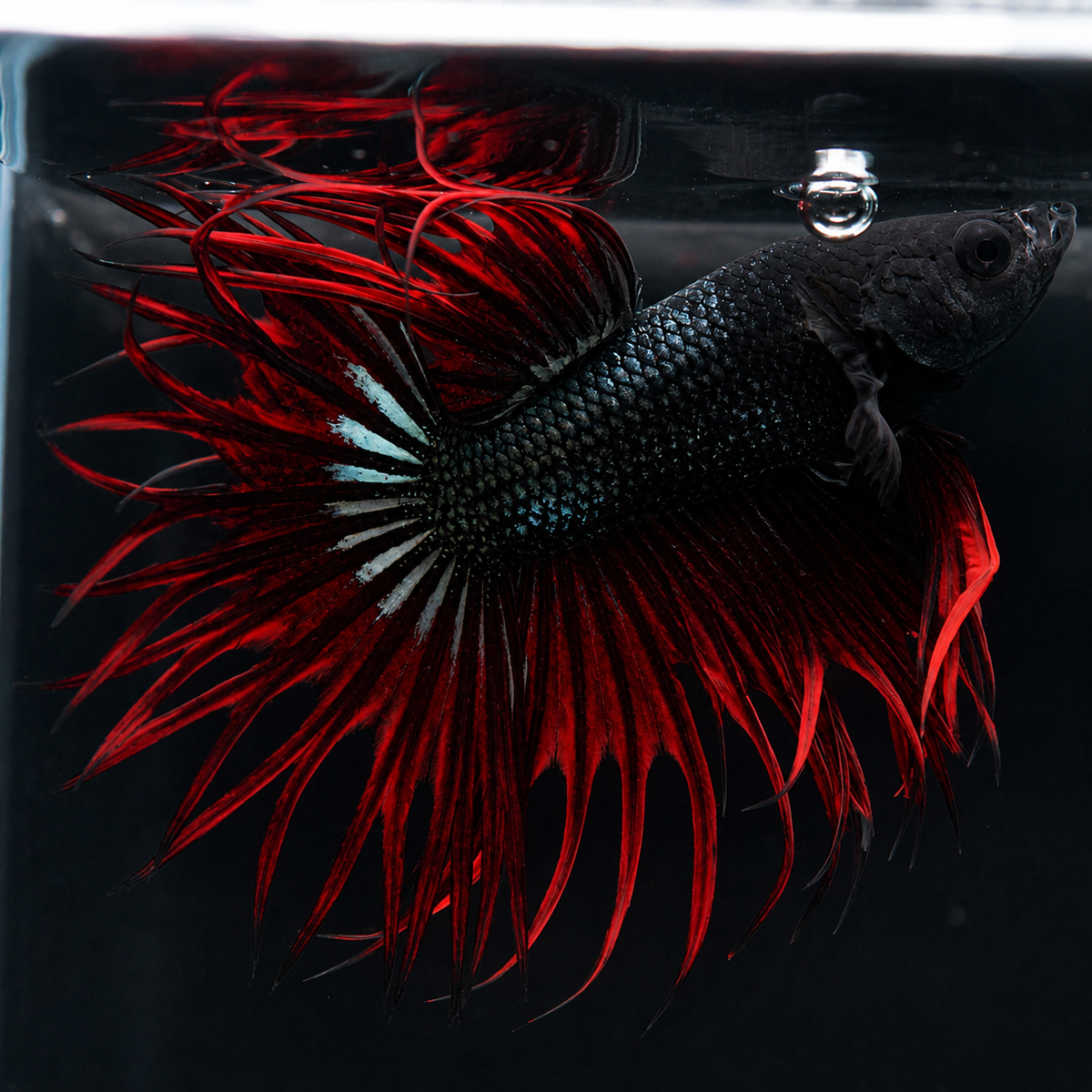 Crowntail Red Orchid Male Betta Fish