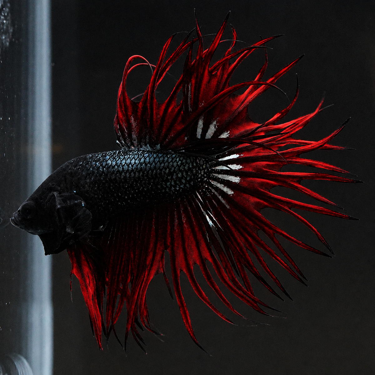 Crowntail Red Orchid Male Betta Fish