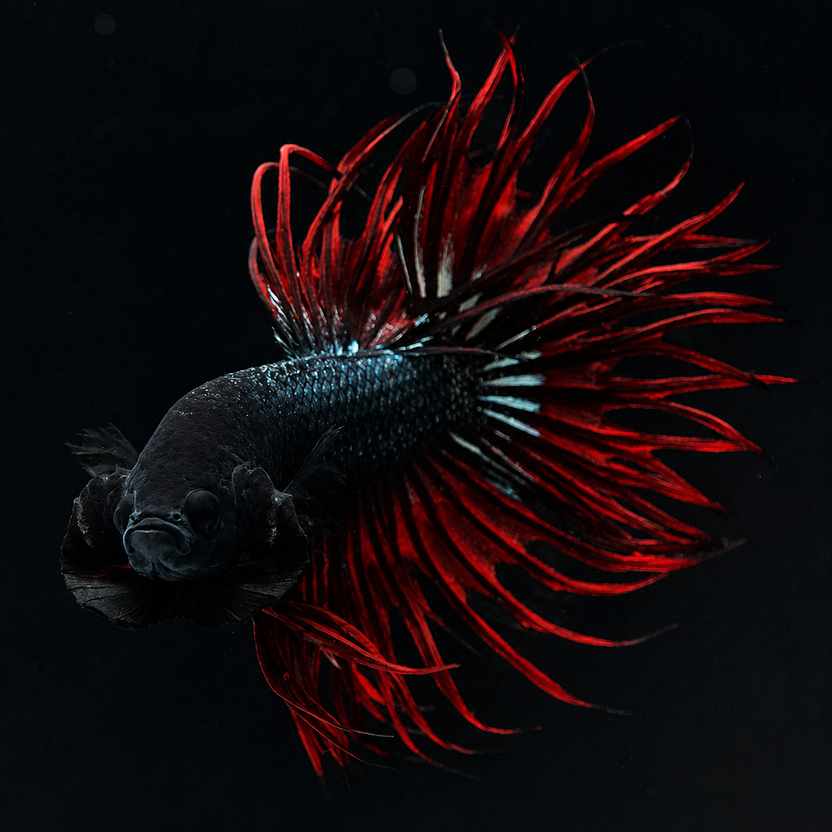 Crowntail Red Orchid Male Betta Fish