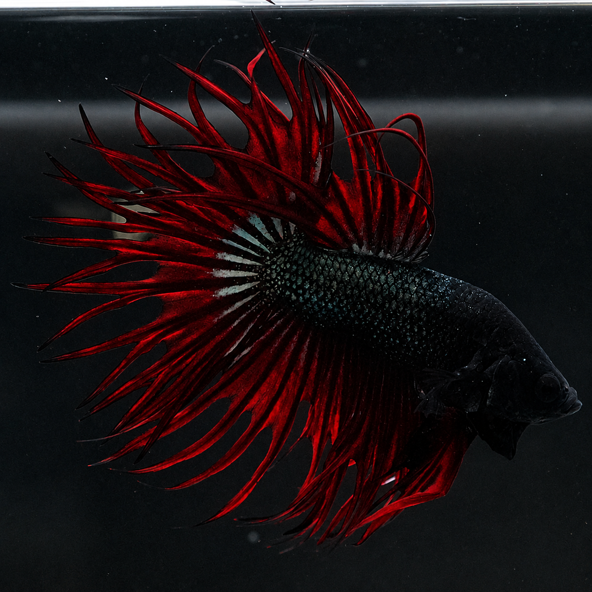 Crowntail Red Orchid Male Betta Fish