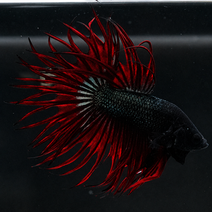 Crowntail Red Orchid Male Betta Fish