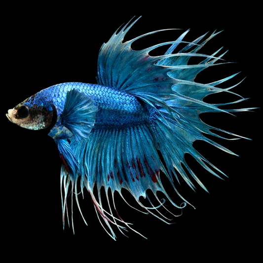 Crowntail Royal Blue Male Betta Fish