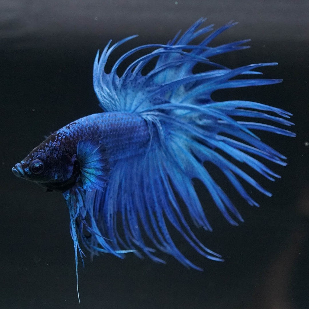 Super Blue Crowntail Male Betta Fish with electric blue body and dramatic spiked fins