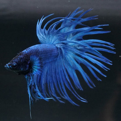 Super Blue Crowntail Male Betta Fish with electric blue body and dramatic spiked fins