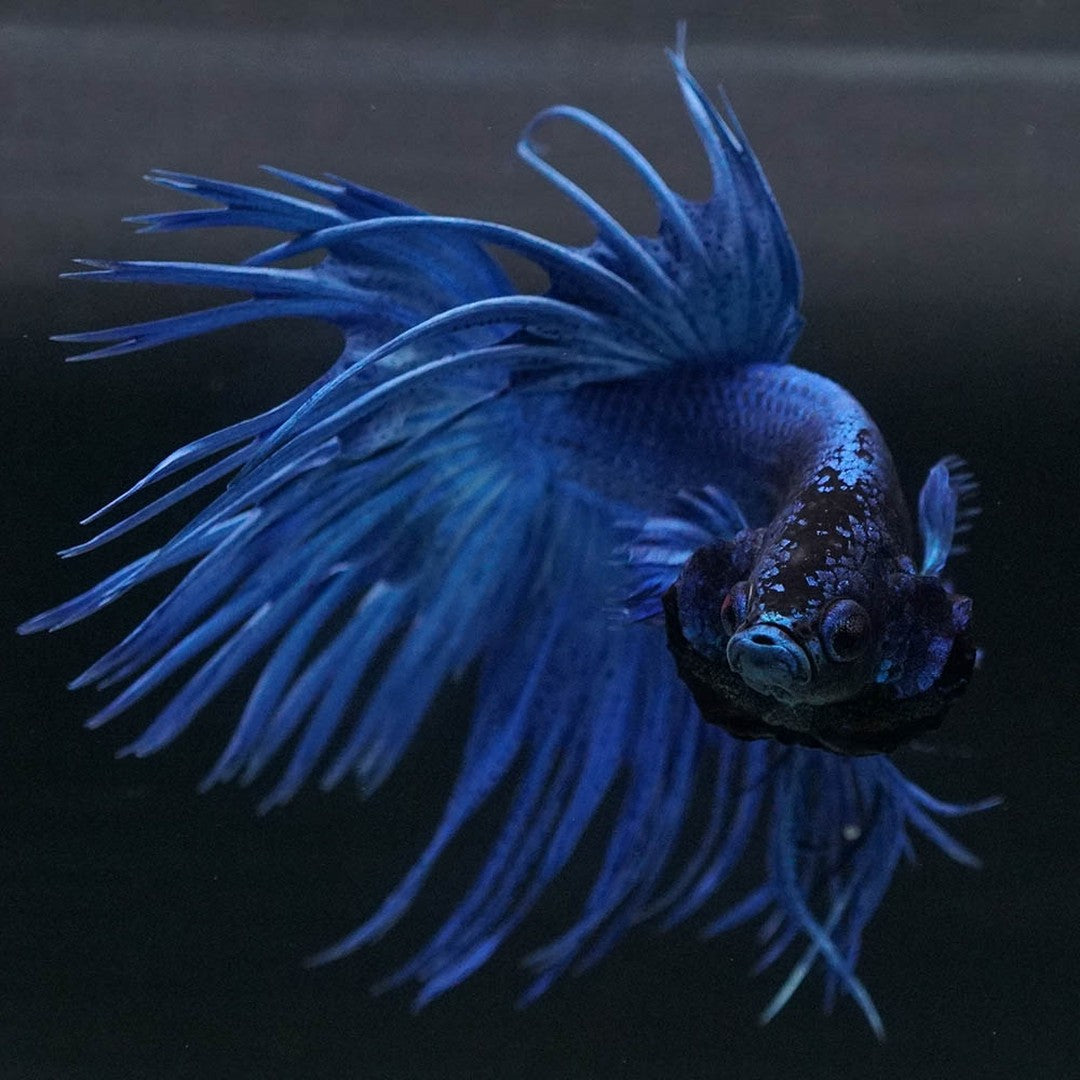 Super Blue Crowntail Male Betta Fish with electric blue body and dramatic spiked fins