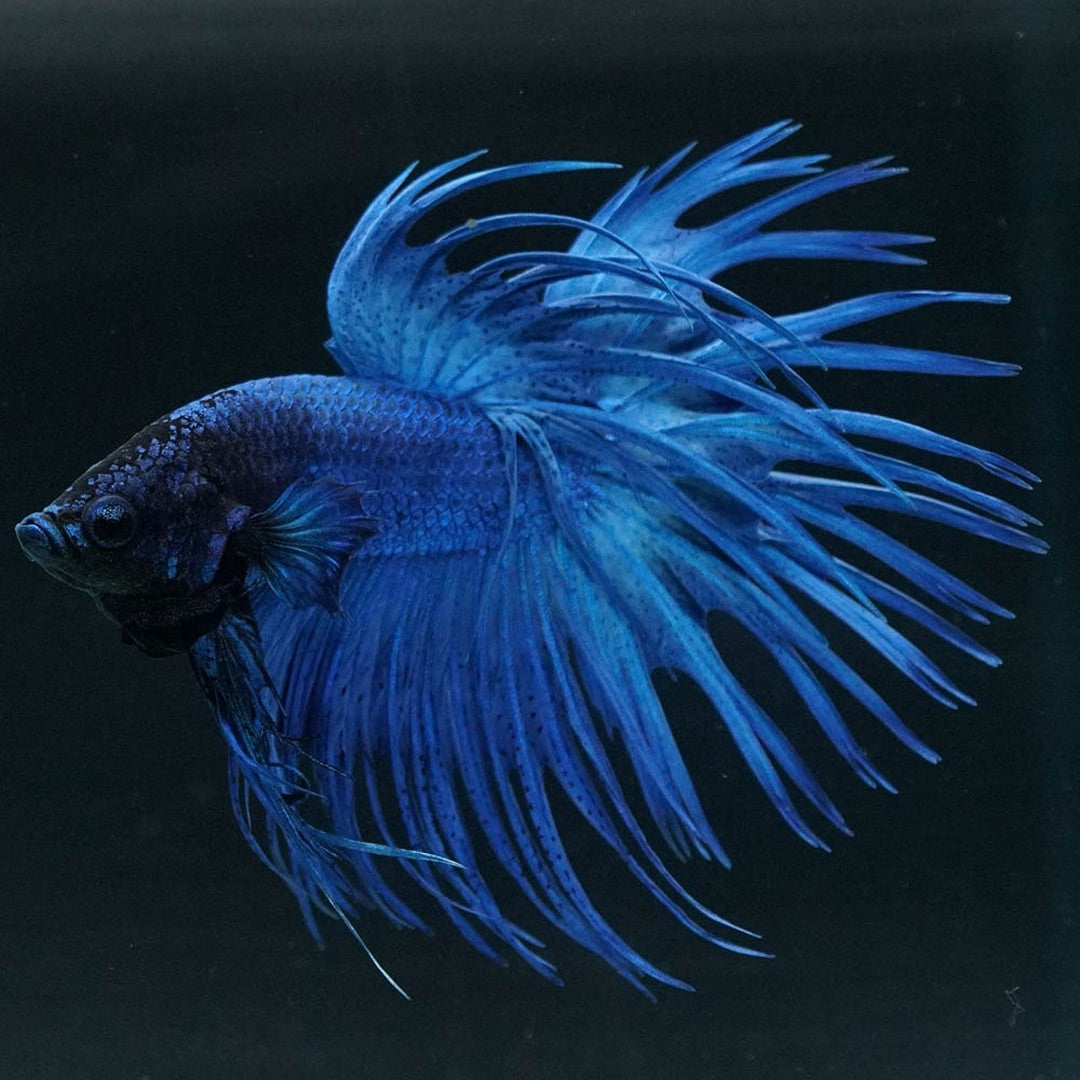 Super Blue Crowntail Male Betta Fish with electric blue body and dramatic spiked fins