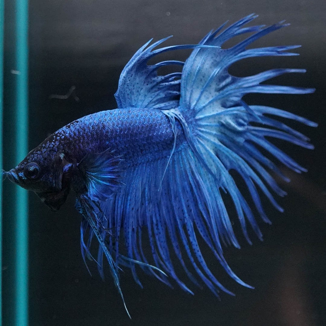 Super Blue Crowntail Male Betta Fish with electric blue body and dramatic spiked fins
