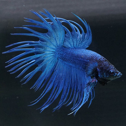 Super Blue Crowntail Male Betta Fish with electric blue body and dramatic spiked fins
