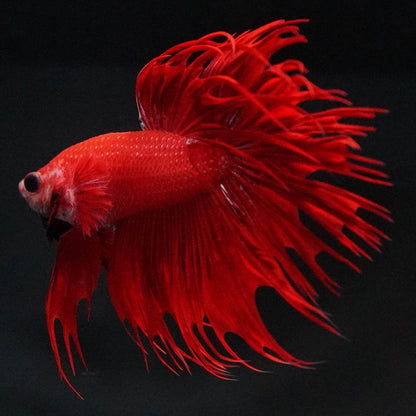Crowntail Super Red Male Betta Fish
