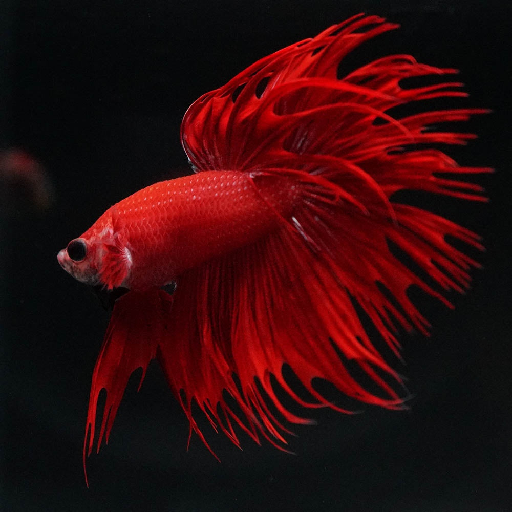 Crowntail Super Red Male Betta Fish