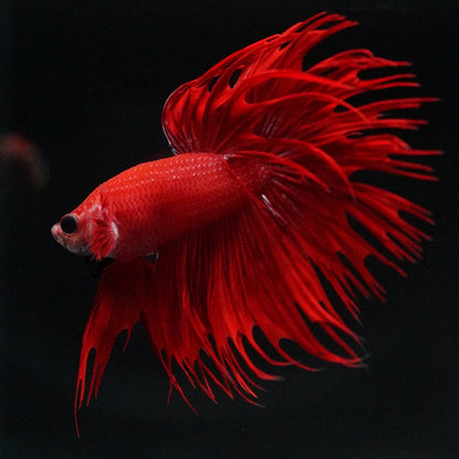 Crowntail Super Red Male Betta Fish