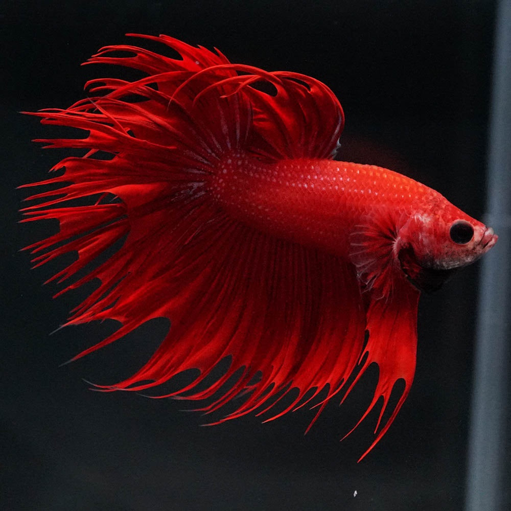 Crowntail Super Red Male Betta Fish
