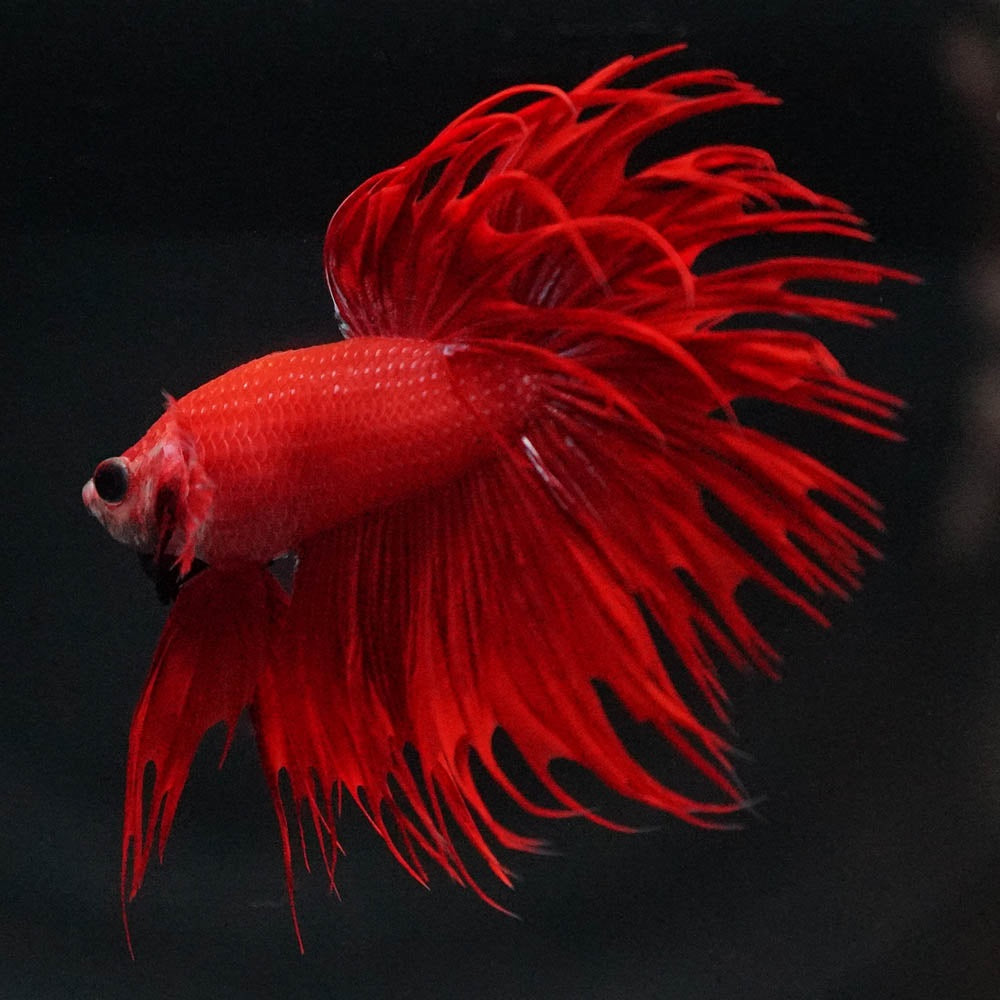 Crowntail Super Red Male Betta Fish