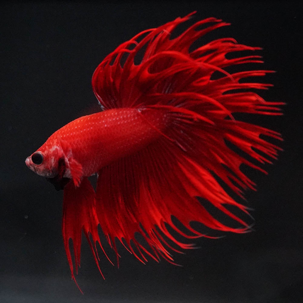 Crowntail Super Red Male Betta Fish