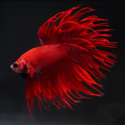 Crowntail Super Red Male Betta Fish