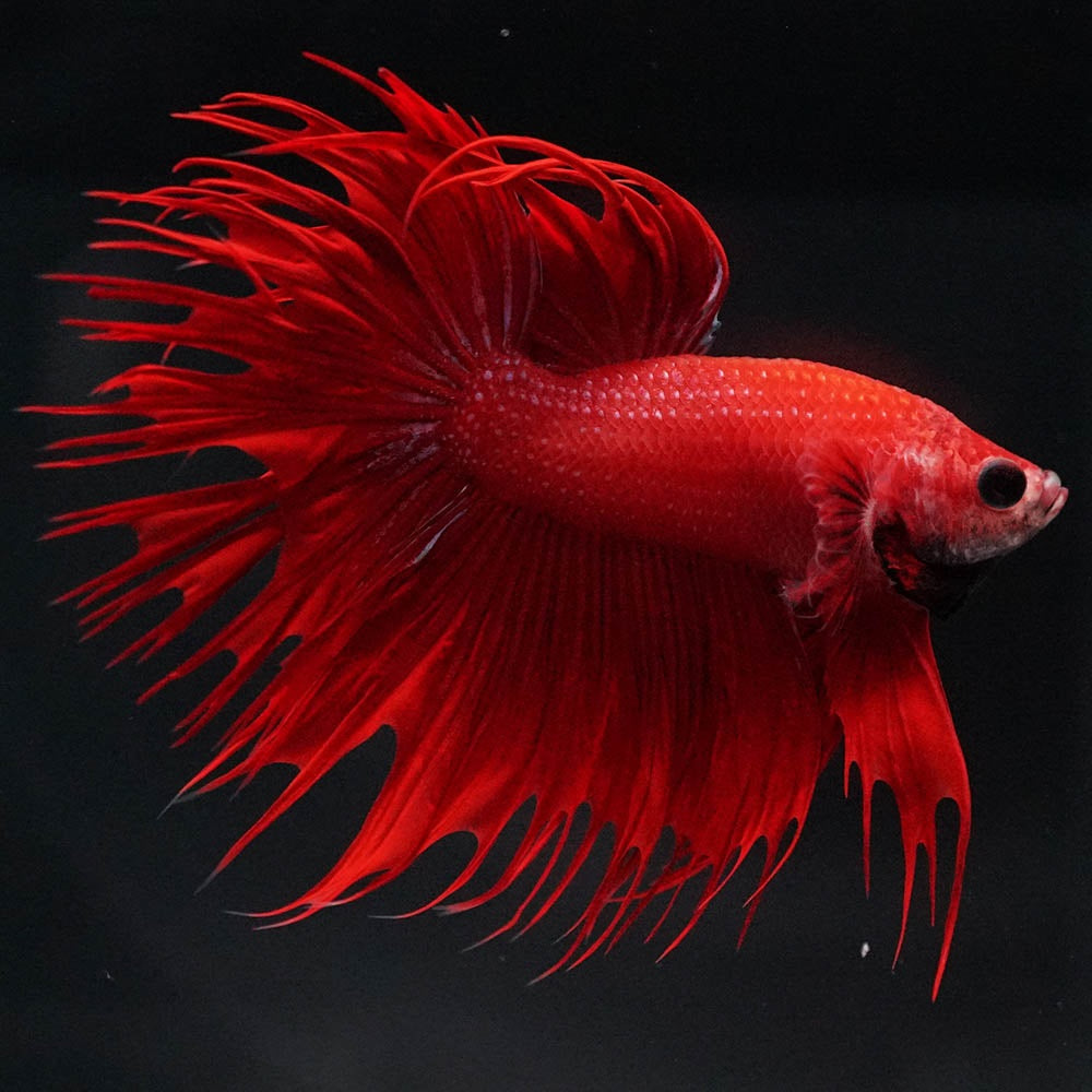 Crowntail Super Red Male Betta Fish