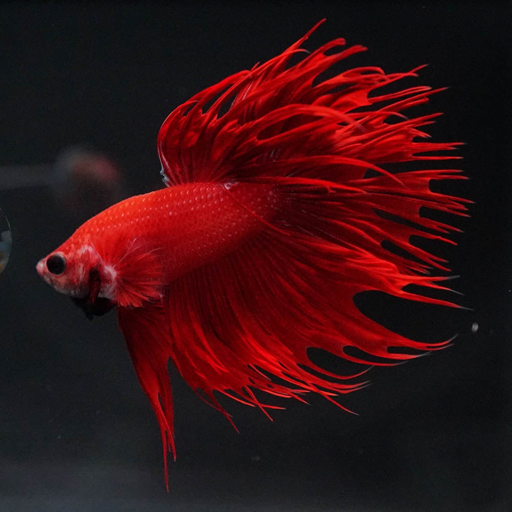Crowntail Super Red Male Betta Fish