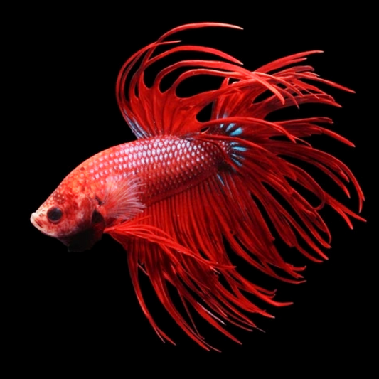 Crowntail Super Red Male Betta Fish