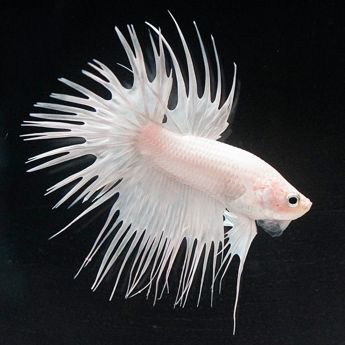 Crowntail Super White Male Betta Fish