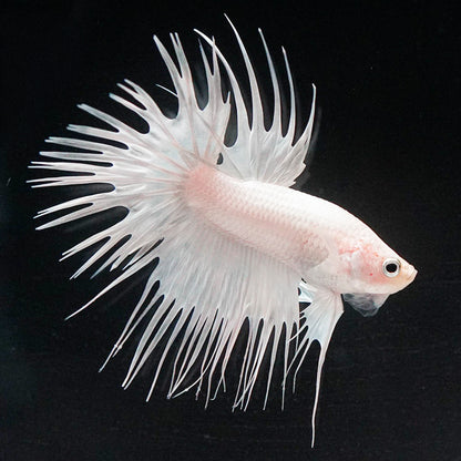 Crowntail Super White Male Betta Fish