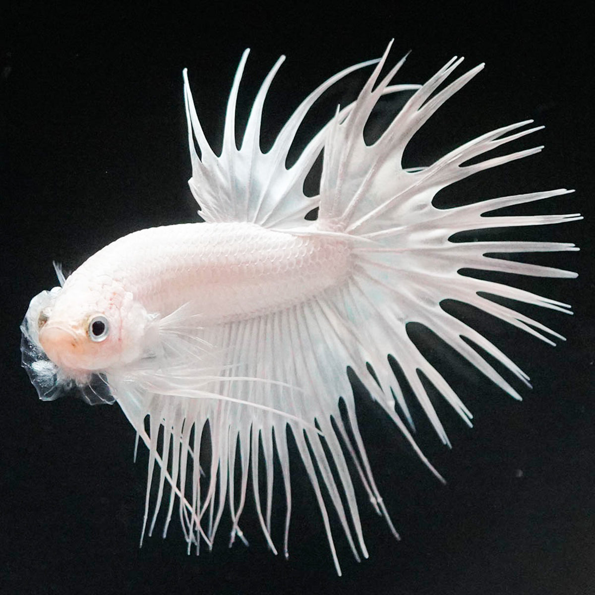 Crowntail Super White Male Betta Fish
