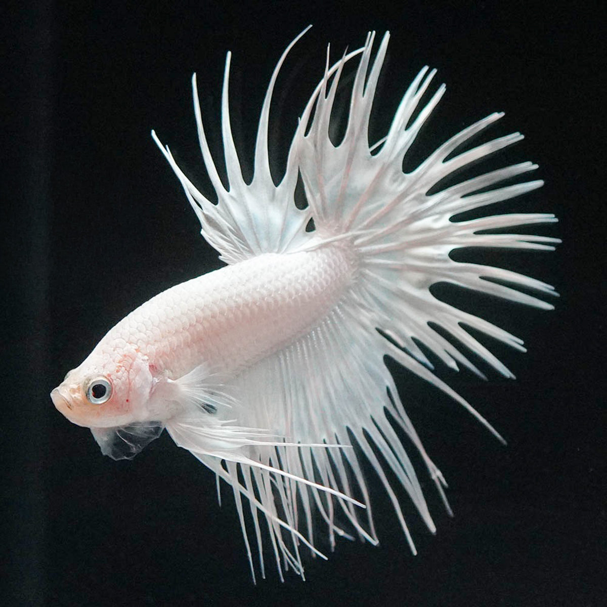 Crowntail Super White Male Betta Fish