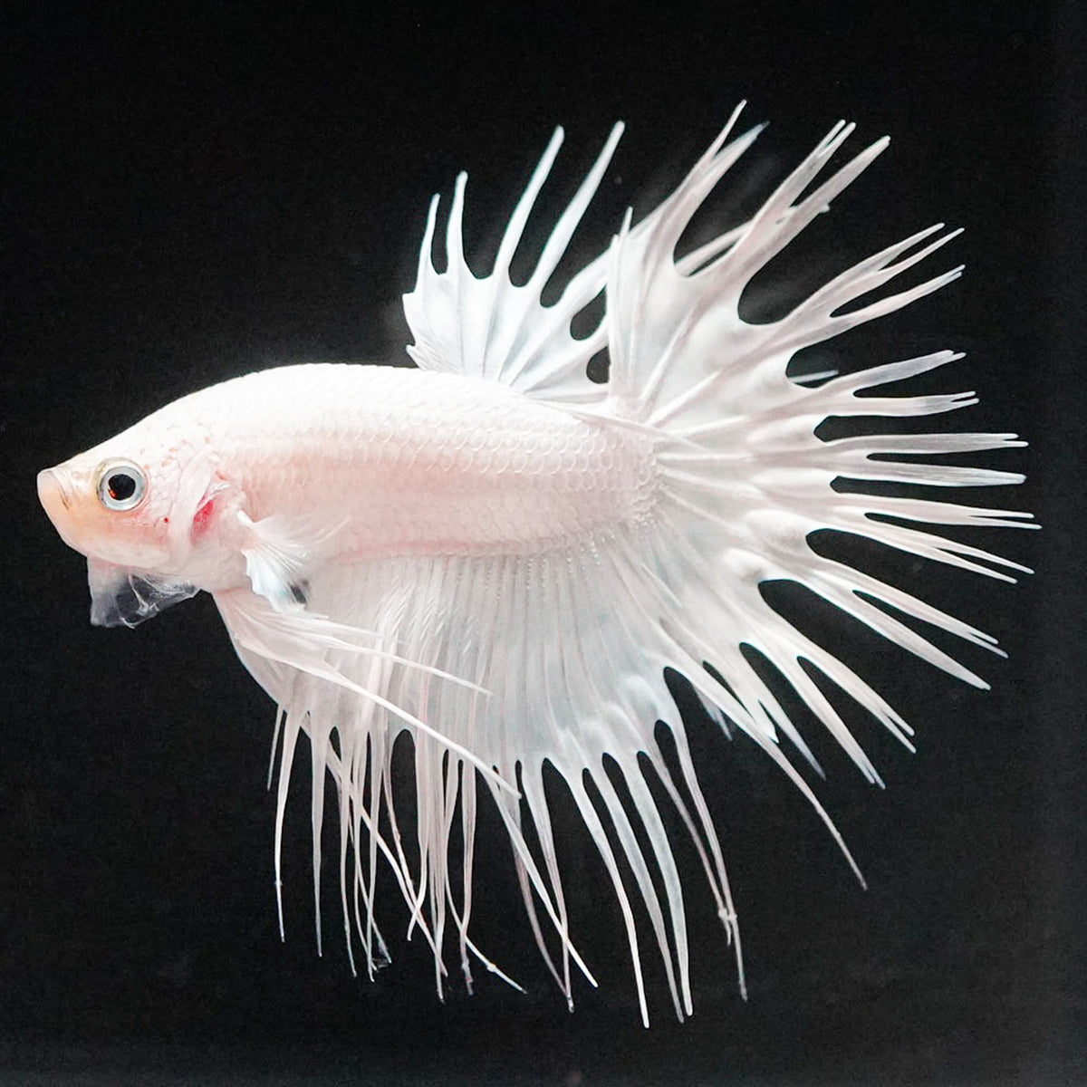 Crowntail Super White Male Betta Fish