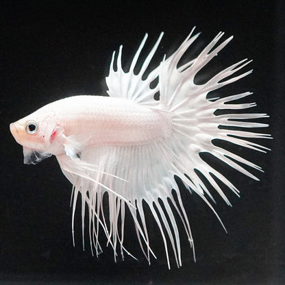 Crowntail Super White Male Betta Fish