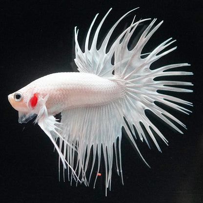 Crowntail Super White Male Betta Fish