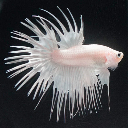 Crowntail Super White Male Betta Fish