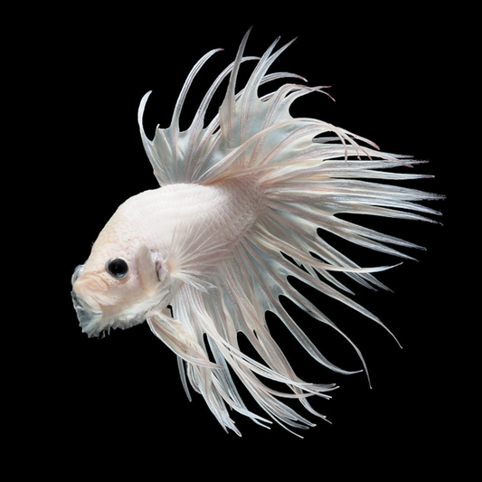 Crowntail Super White Male Betta Fish