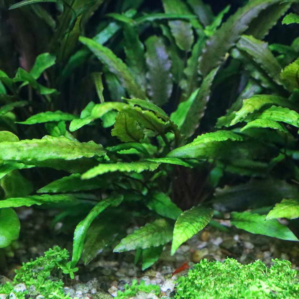 Cryptocoryne Wendtii "Green" Aquarium Plant