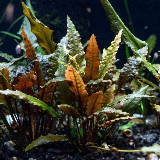 Cryptocoryne Wendtii "Bronze" Aquarium Plant