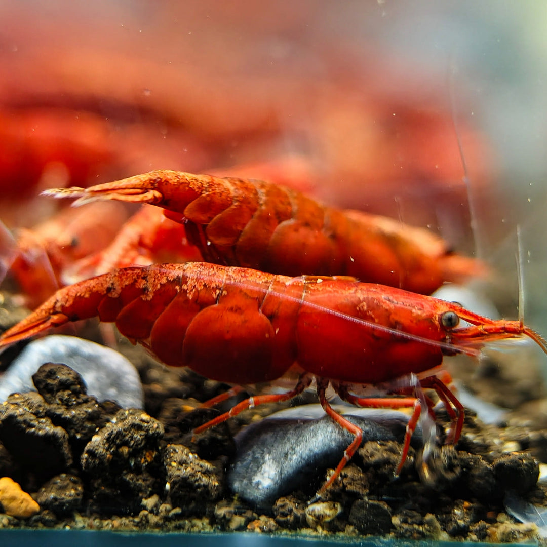 10 Gamberi Bloody Mary Neocaridina Davidi - Colore Rosso Intenso, Allevati In Francia, Per Acquario Acqua Dolce