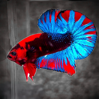 Dark Flame Hellboy Plakat Male Betta Fish