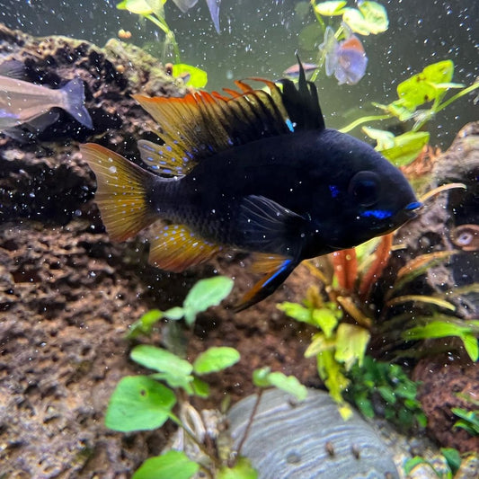 Dark Knight Ram Cichlid