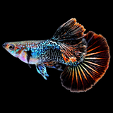 Dark Red Dragon Guppy Fish