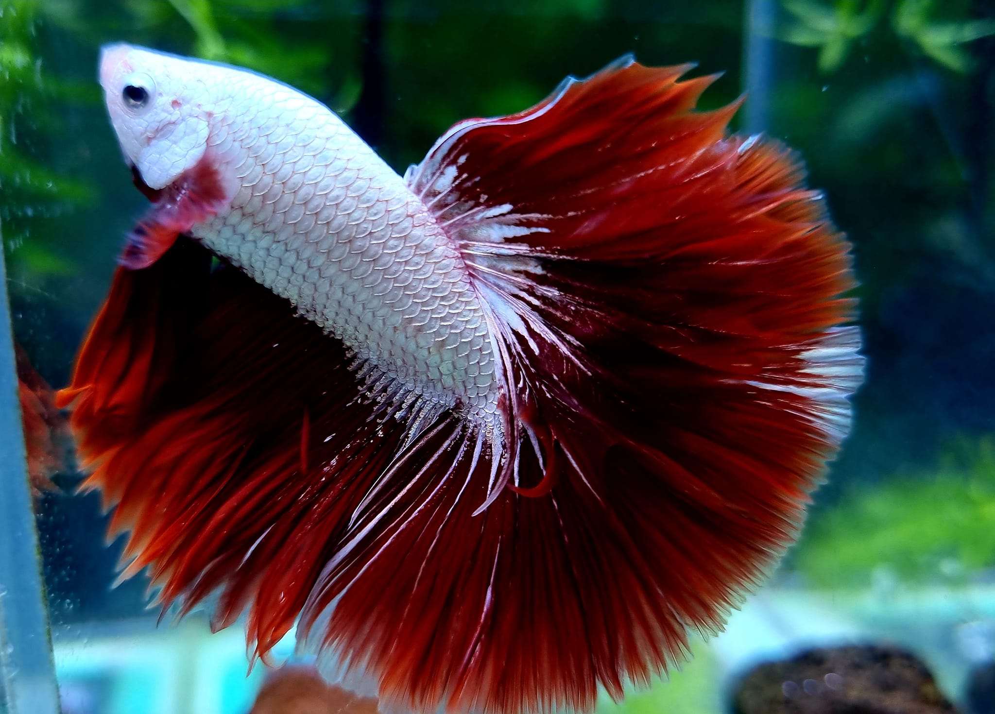 Tropicflow | Red Dragon Halfmoon Male Betta Fish